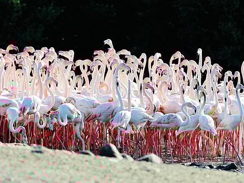 Ras Al Khor sanctuary