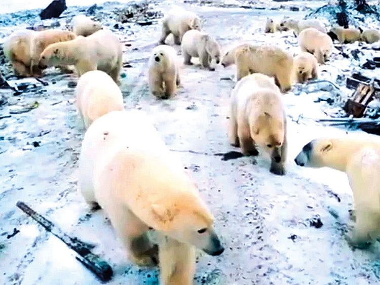 WLD-190213-POLAR-BEAR-(Read-Only)