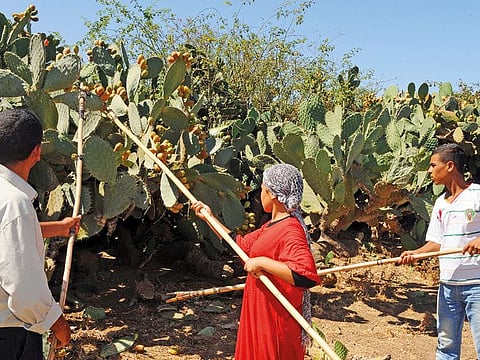 Originally from Mexico, prickly pears (the Opuntia species) have now become a staple of the Algerian countryside’s arid landscape.