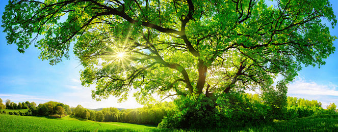 RDS-190213-NATURE-1550502932810