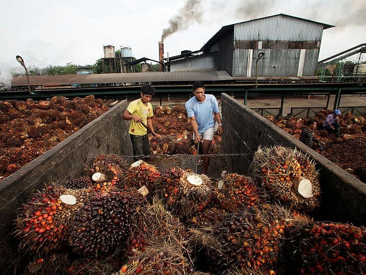 Copy-of-2019-01-31T083310Z_1245734856_RC17569FDB80_RTRMADP_3_INDONESIA-EU-PALMOIL-(Read-Only)