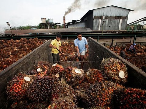 Workers unload oil palm fruits in a state-owned crude palm oil processing unit in North Sumatra.
