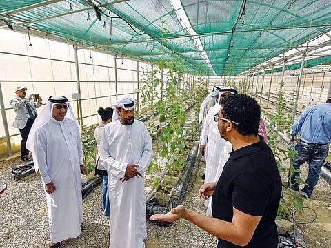 An expert from the International Centre for Biosaline Agriculture (ICBA) advises a group of  UAE farmers during the open day held at the ICBA headquarters in Al Ruwayyah.