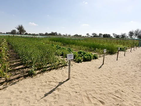 Crops being grown at the International Center for Biosaline Agriculture in Dubai.  Photo is for illustrative purposes only. 