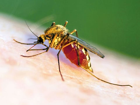 Nearly 440,000 people worldwide, mainly children younger than 5, died of malaria last year