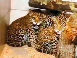 Jaguar cubs for sale on Instagram in UAE; we posed as buyers