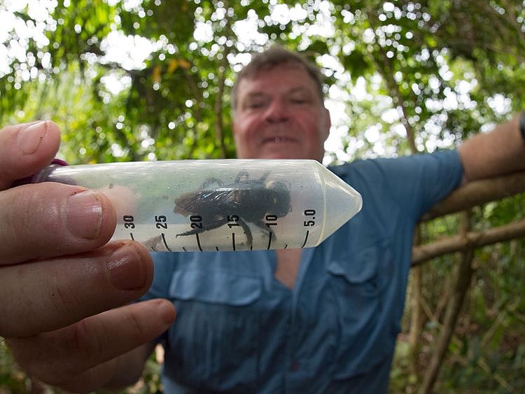 GIANT_BEE_SURVIVAL_3-(Read-Only)