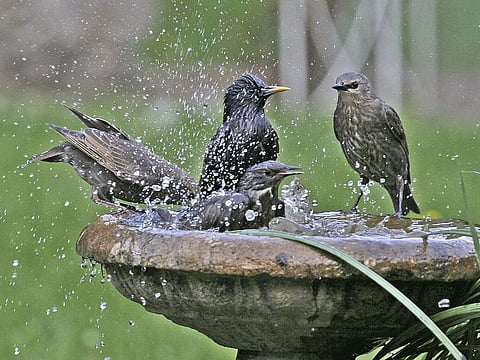 Birds on a birdbath