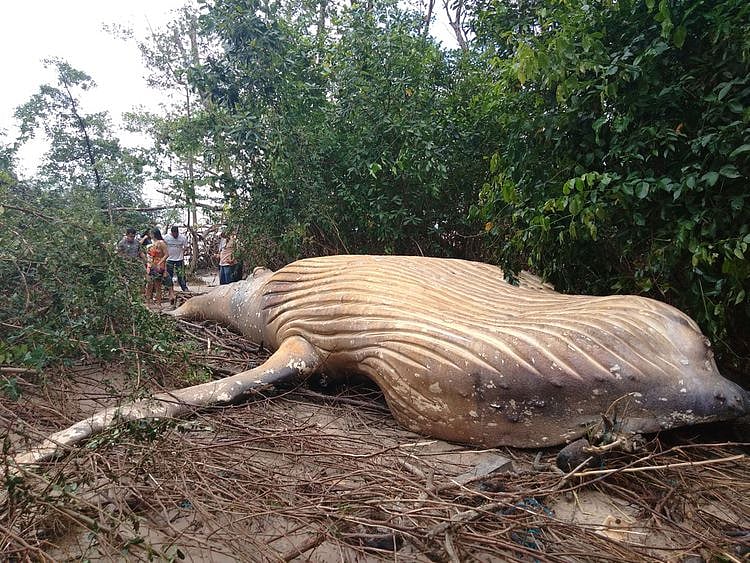 Humpback whale found in Brazilian forest