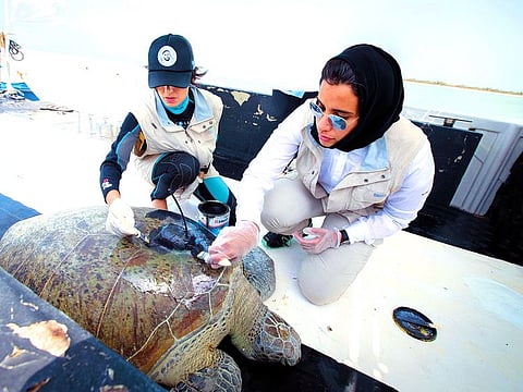 Maitha Al Hameli with Razan Khalifa Al Mubarak, Managing Director of the EAD, tag a transmitter onto a turtle in Abu Dhabi.