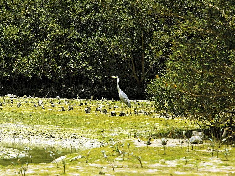 NAT_190226_MANGROVE_ABDUL_BINSAL1-(Read-Only)