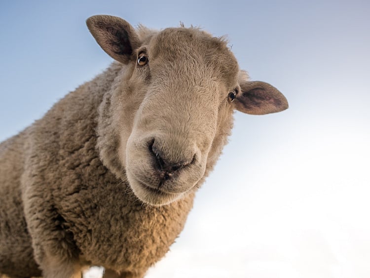 Sheep1