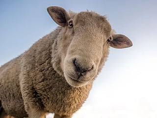 Husband gets 71 sheep to compensate for wife who eloped