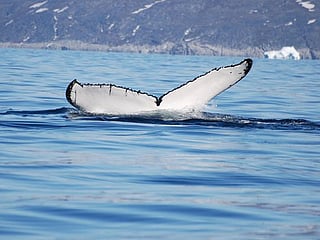 Climate change shakes up Arctic food chain