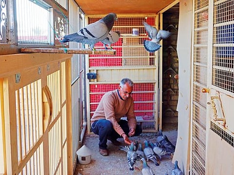 Khadim Hamid owns 50 racing pigeons.