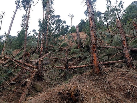 A general view of the damaged trees, after Indian military aircraft struck on February 26, according to Pakistani officials, in Jaba village, near Balakot, Pakistan, March 7, 2019.