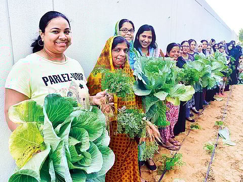 The residents of Wasl Oasis II in Dubai harvest vegetables from their community organic vegetable garden, a project initiated at Wasl by Al Wasl Properties and Emrill.