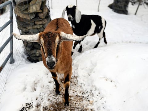 Lincoln, a Nubian goat, running around with pasture mate Lucy at their home in Fair Haven, Vermont.  