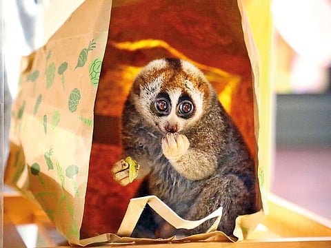 The slow loris
