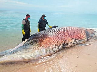 12 metre-long whale carcass found off Sir Bu Nair coast