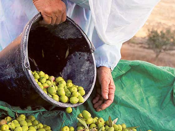 Olives