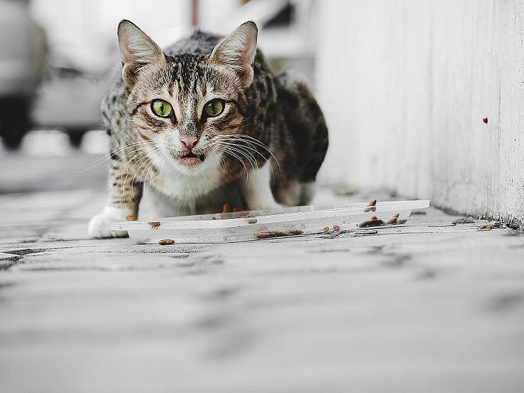 tab-190312-www-Catnip-1552313891522