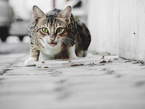 Princess looked startled, then displeased, and then walked away