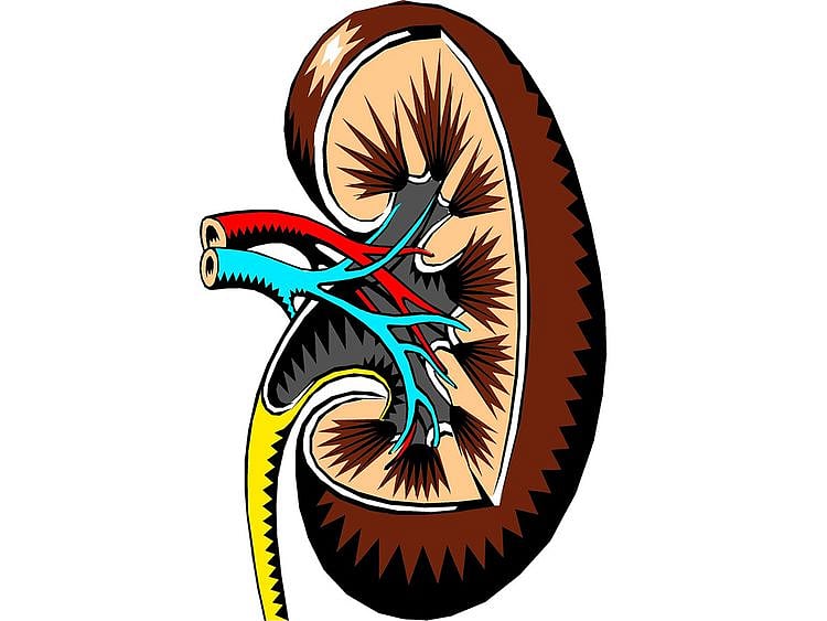 Kidney generic