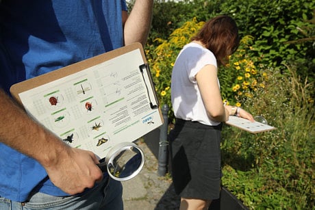 German conservation workers inspect an urban garden for insects