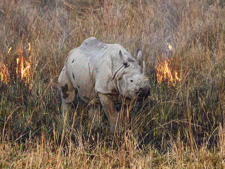 OPN_190315-Rhinoceros-1552655857559