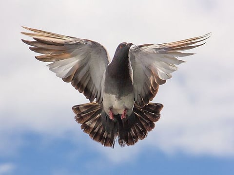 Photo for illustrative purposes