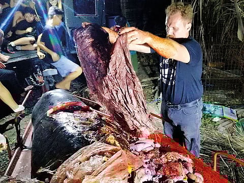 In this photo taken on March 16, 2019, Darrell Blatchley, director of D' Bone Collector Museum Inc., shows plastic waste found in the stomach of a Cuvier's beaked whale in Compostela Valley, Davao on the southern Philippine island of Mindanao. 