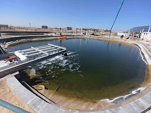 Biofuel produced in Abu Dhabi desert fuels flights 
