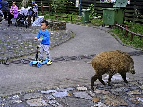 A wild boar scavenges for food while local residents watch at a Hong Kong park. 