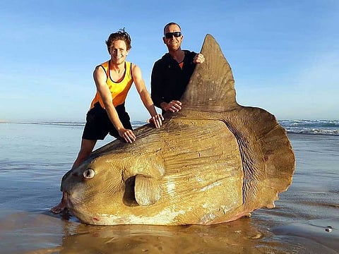 This handout picture taken on March 16, 2019 and released courtesy of Linette Grzelak on March 21 shows a sunfish that was washed ashore and found dead in Coorong, near the mouth of the urray River in South Australia.
