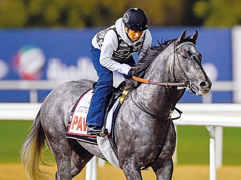 Pavel, Dubai World Cup race contender from USA during morning trackwork at Meydan on Sunday 24 March 2019. 