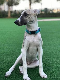 RDS_190325-Save-an-animal---Ezra-1553439772648