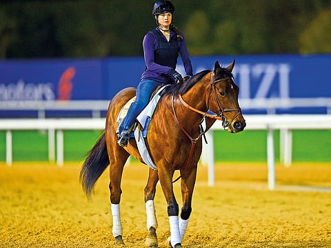 Roy H, a hopeful of the Dubai Golden Shaheen, during a morning trial at Meydan.