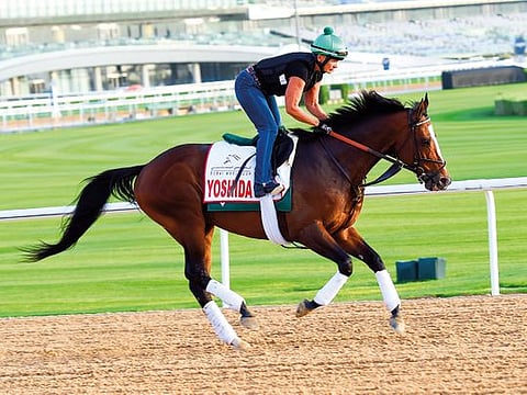Yoshida, bred in Japan, owned by China Horse Club and trained in USA, gearing up for the Dubai World Cup at Meydan.