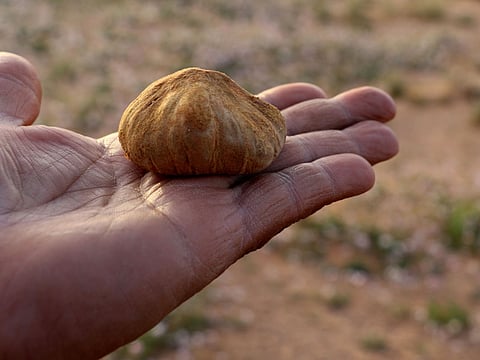 Collection of truffles is a favourite hobby for picnickers in Saudi Arabia. 