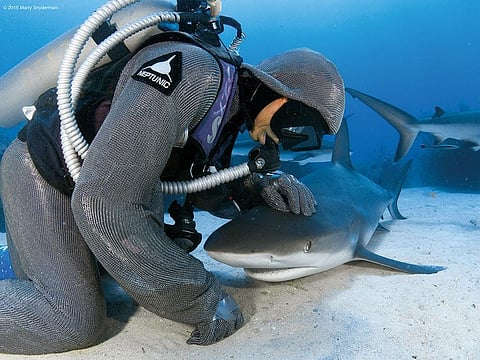 Cristina Zenato with a shark she has named Foggy Eye
