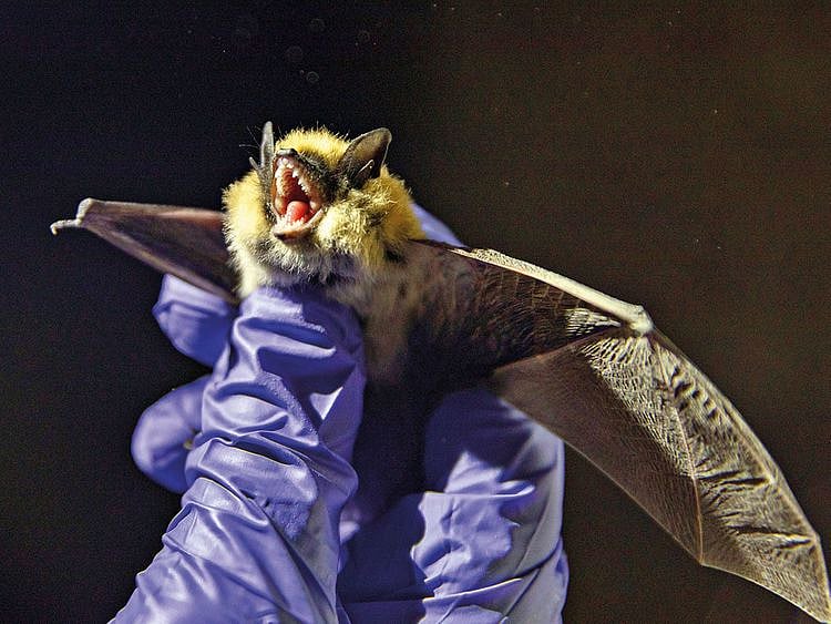 SCI_BATS_DISEASE_1-15-(Read-Only)