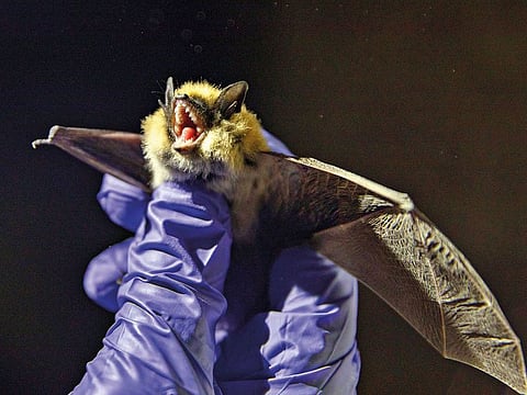 A Western small-footed bat is wrested from its torpor and collected for study in an abandoned mining cave near Ely, Nevada.