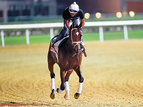 Mike Smith-trained Seeking The Soul, who is one of the 13 contenders for the Dubai World Cup, gearing up for the big night at Meydan.
