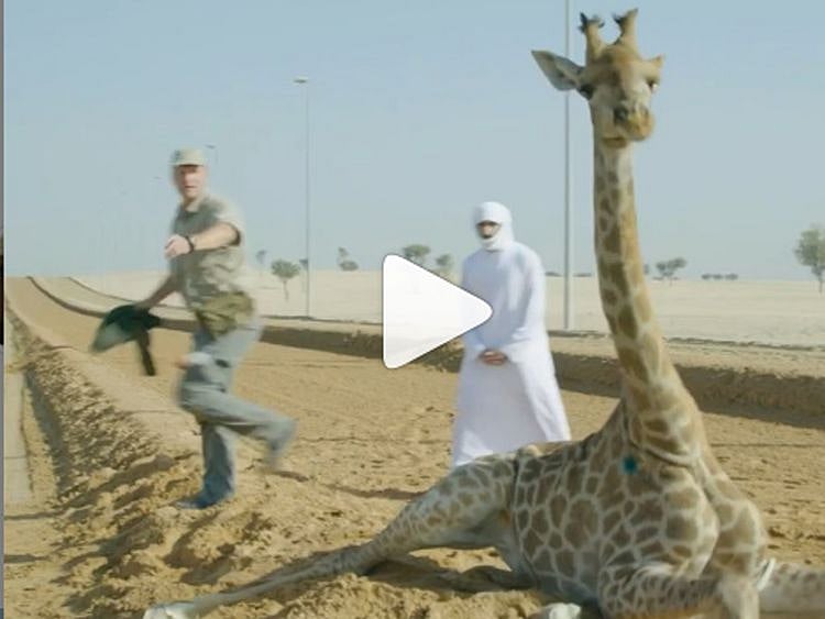 RDS_190403-Shaikh-Hamdan-giraffe-3-1554280159108