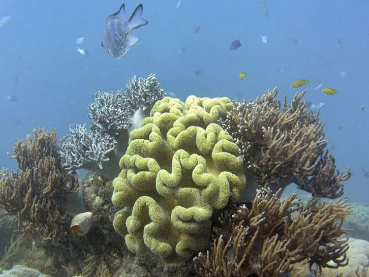 The world's southernmost coral reef