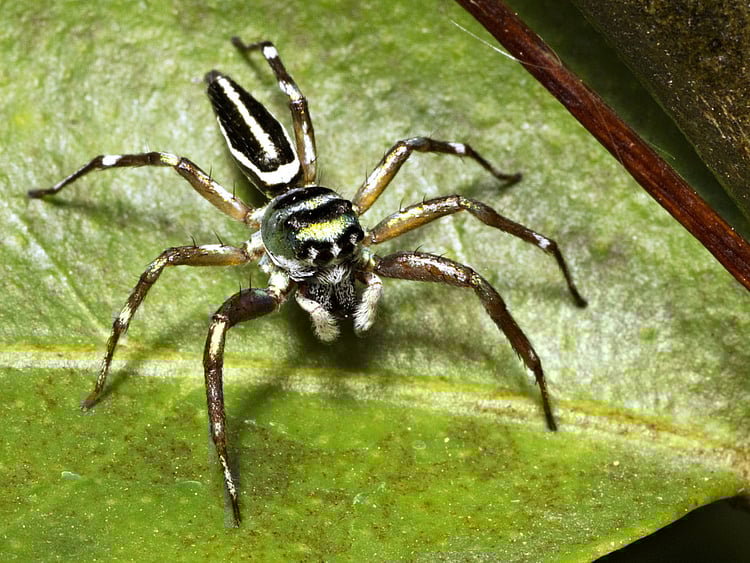 OPN_190404-Spider-in-garden_P2-1554381538116