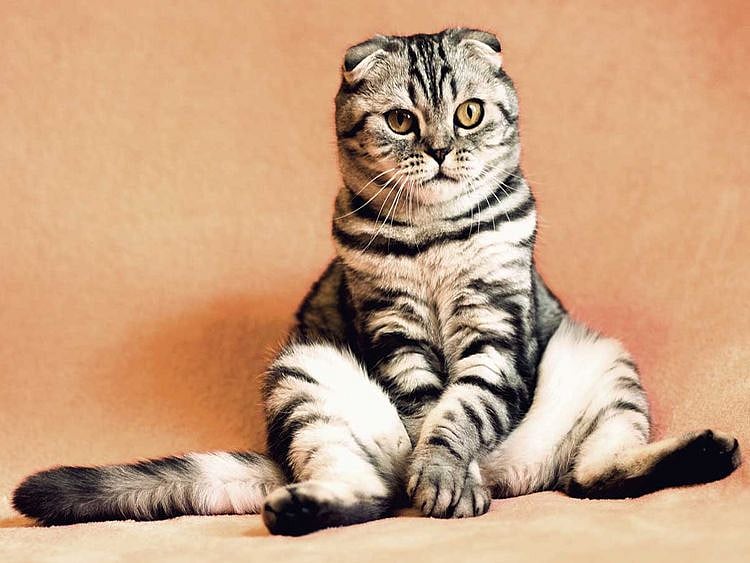 cat 2934720_1920 cats generic