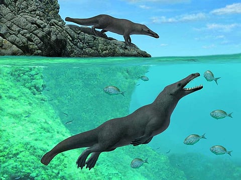 The newly discovered early whale Peregocetus, which lived about 43 million years ago, is pictured along the rocky shore of the southeastern Pacific in this undated artistic reconstruction.