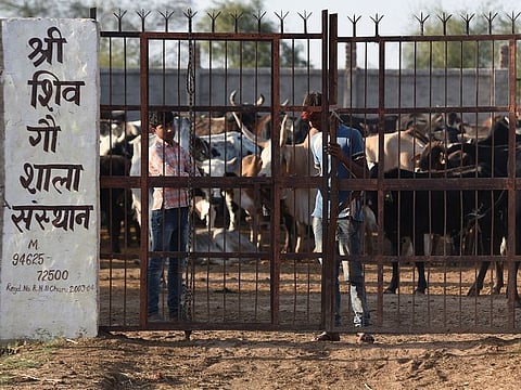 In this photograph Indian cow caretakers close the gate of a temporary shelter for cows (File) 